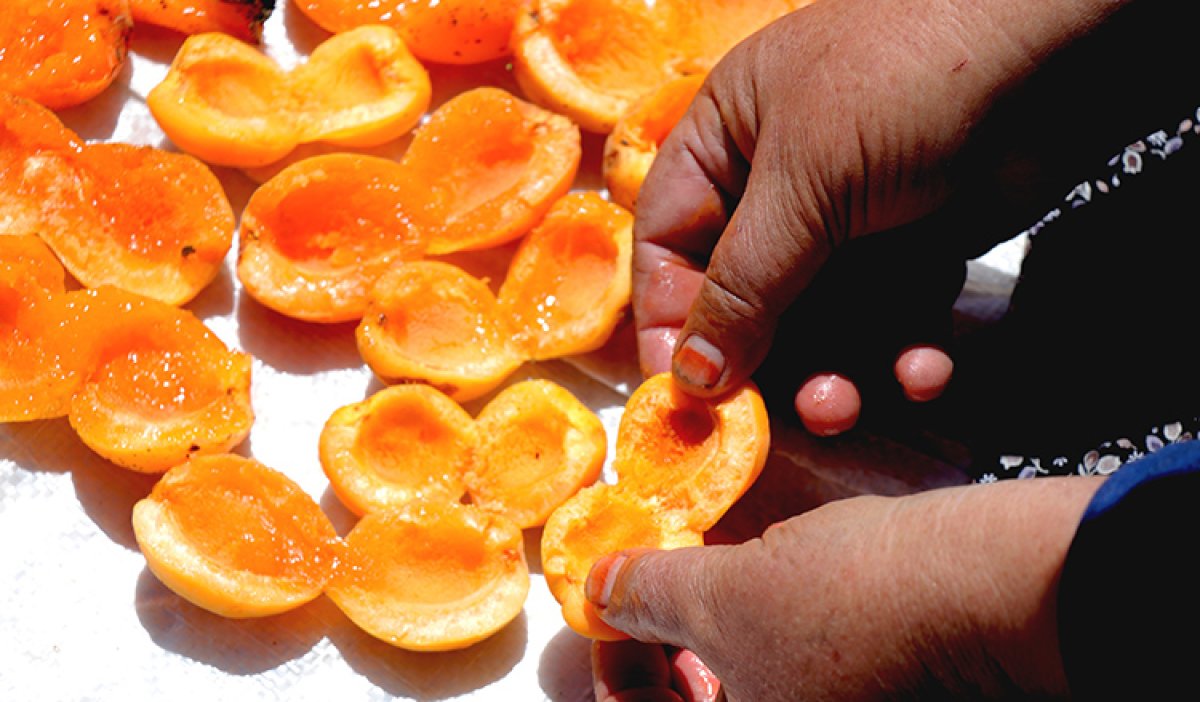 Kayseri de damda kayısı kurutma telaşı başladı #4