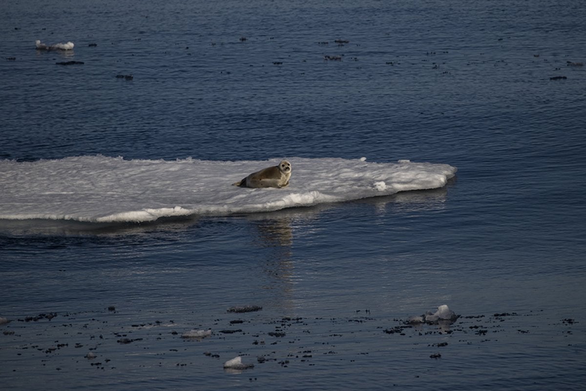 İklim değişikliği kutup canlılarının yaşamını tehdit ediyor #8