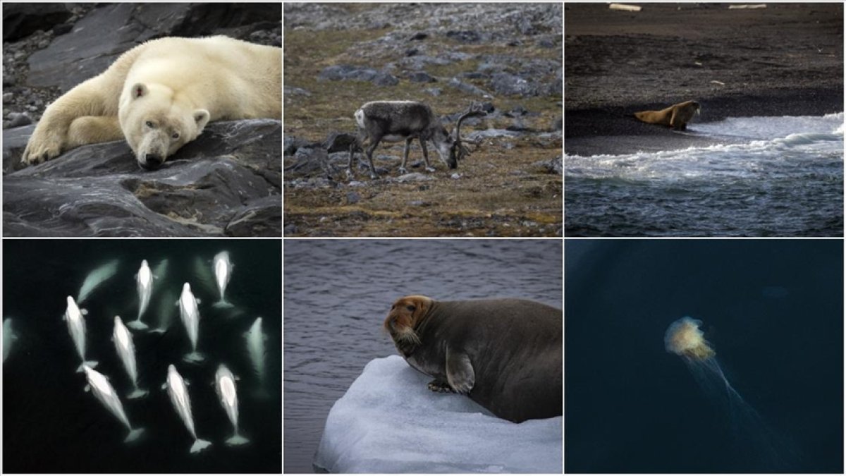 İklim değişikliği kutup canlılarının yaşamını tehdit ediyor #10