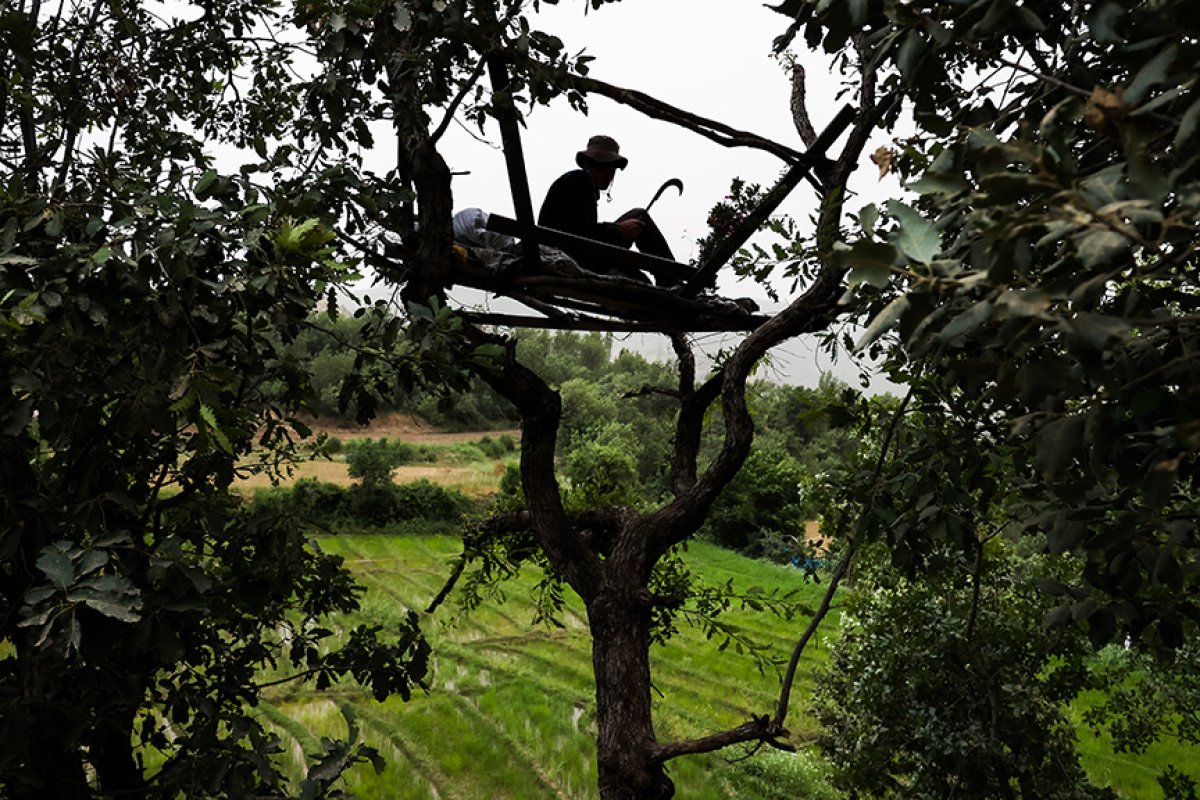 Wild boar watch on the trees of the farmers in Çukurca #2