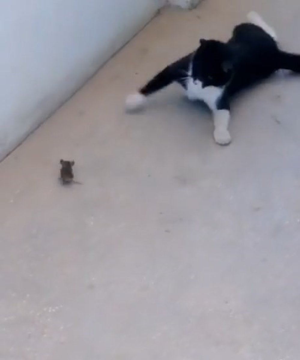 Elazığ’da Kedinin fareyle oynadığı gibi oynamak deyimi gerçek oldu #2