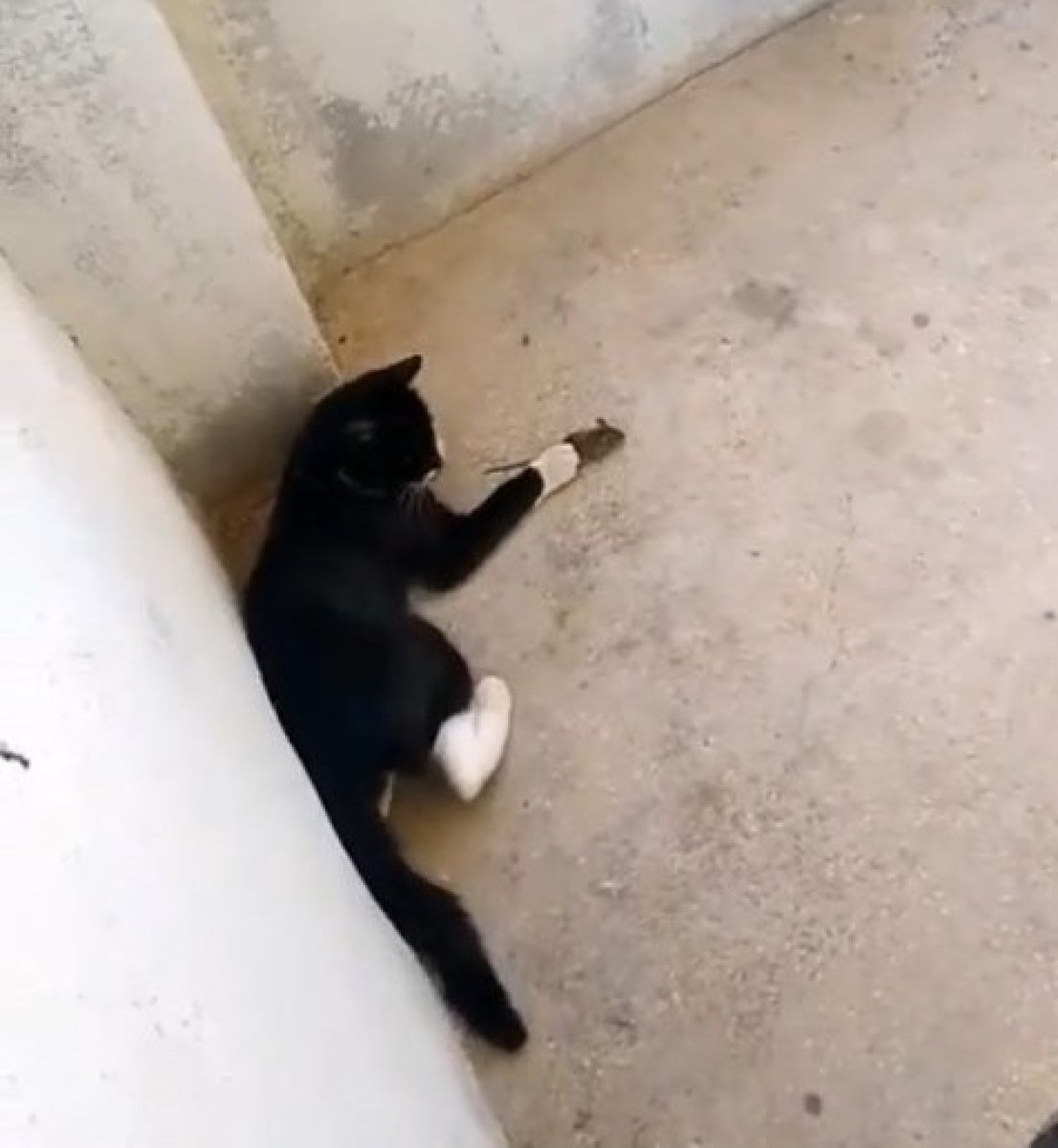 Elazığ’da Kedinin fareyle oynadığı gibi oynamak deyimi gerçek oldu #4