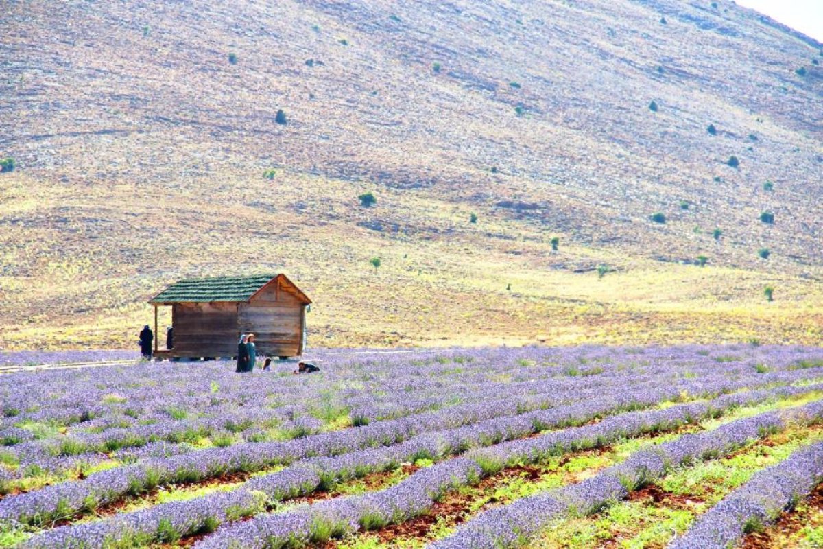 Kahramanmaraş ta lavanta kokulu tarlalar manzarasıyla büyülüyor #1