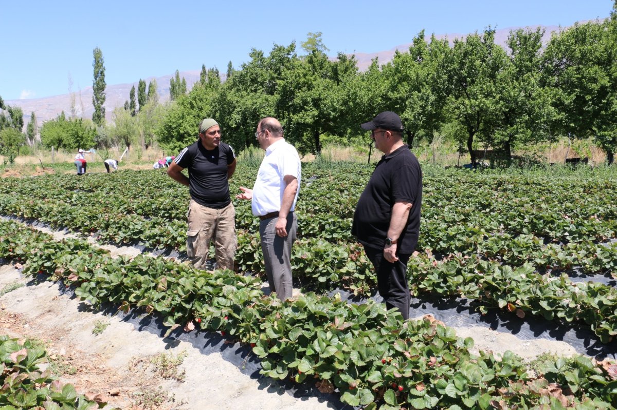 Erzincan’da çilek hasadı başladı #3