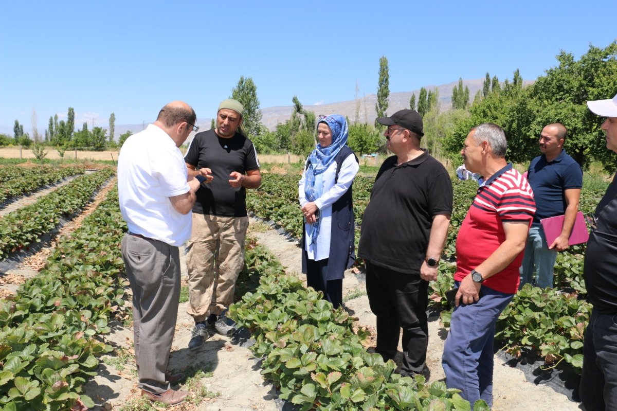 Erzincan’da çilek hasadı başladı #1