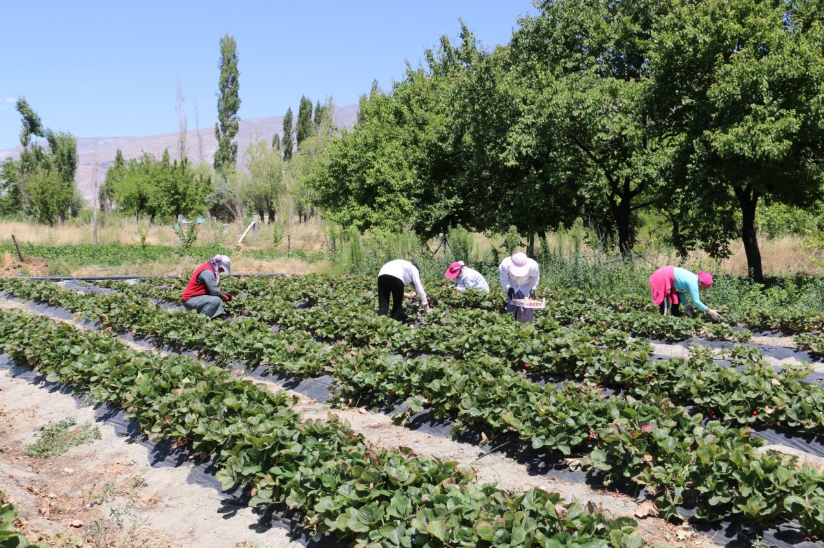 Erzincan’da çilek hasadı başladı #2