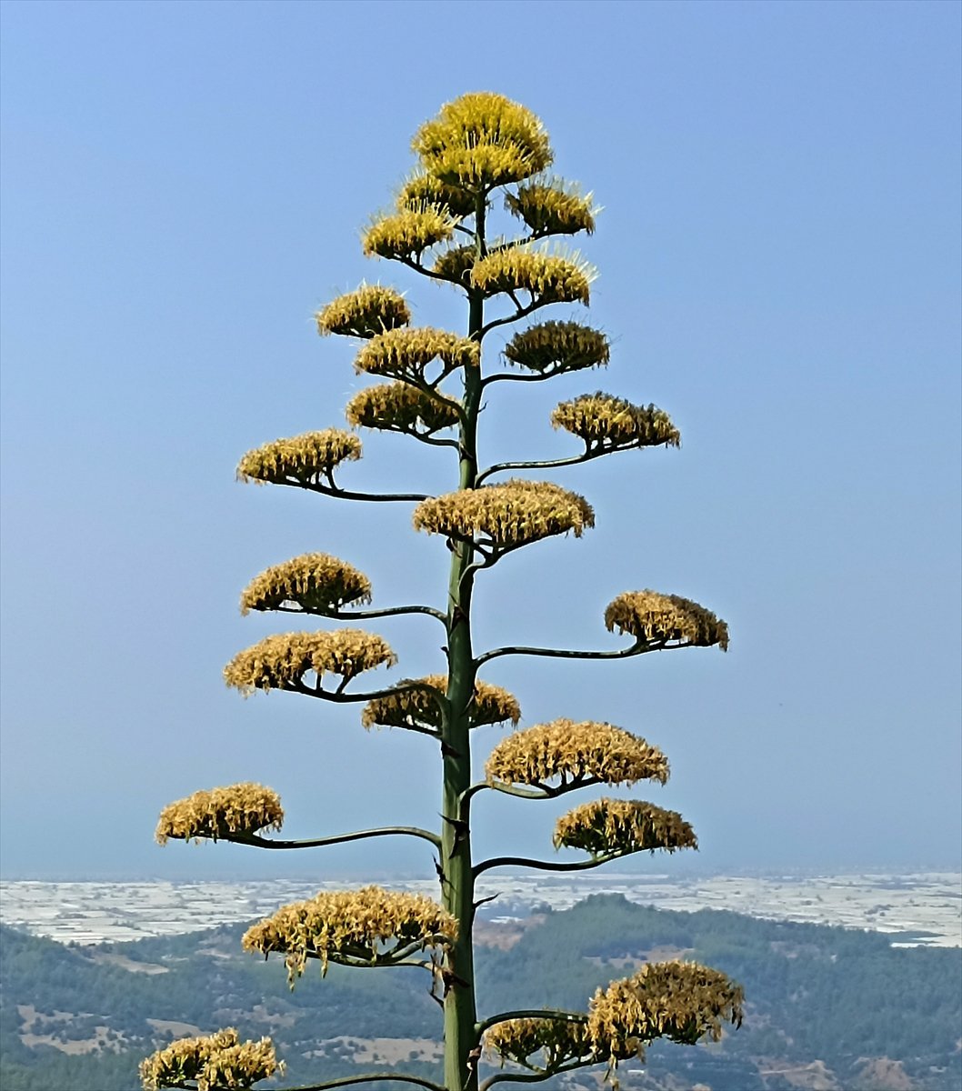 Dünya mirası bitki Agave, 30 yıl sonra çiçek açtı #1