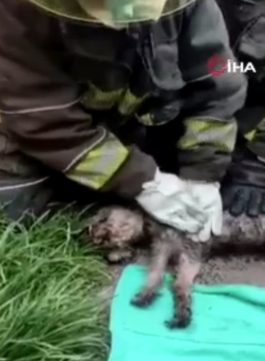 Firefighters revived the dog whose heart stopped in the fire in Mexico #1