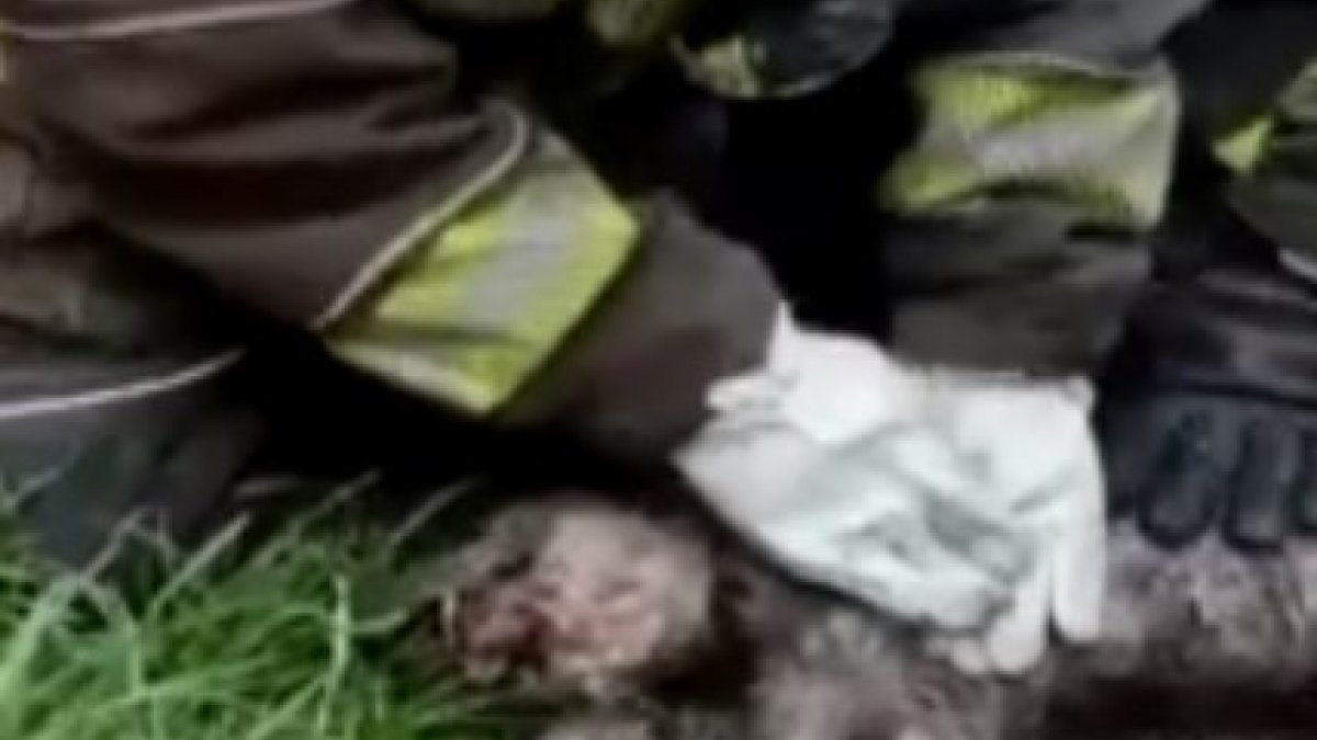 Firefighters revive a dog whose heart stopped in a fire in Mexico