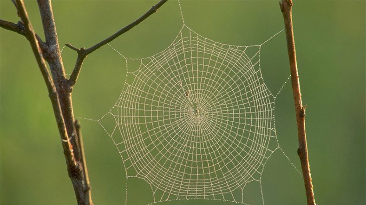 Hareket halindeki bir tren, örümcek ağıyla durdurulabilir mi #3