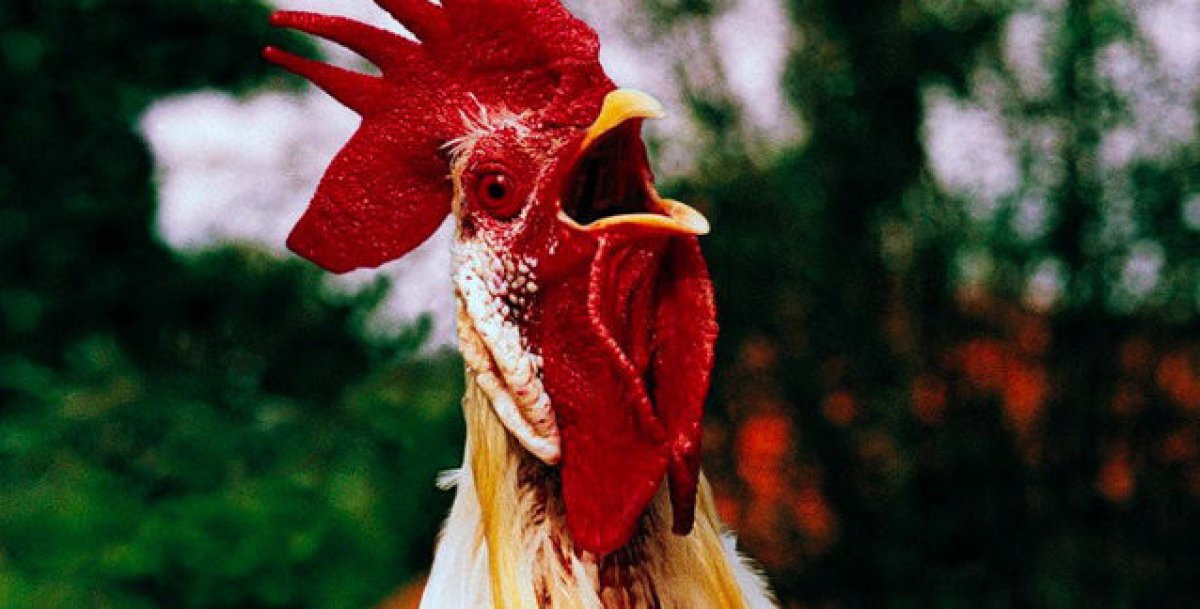 Rooster crowing 200 times a day in Germany was taken to court #2