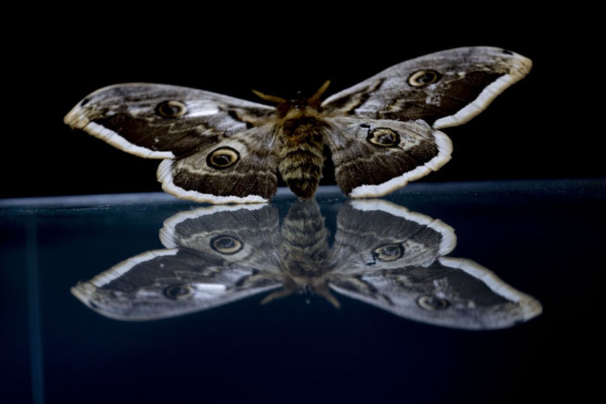 Antalya daki böcek müzesinde 530 böcek tür sergileniyor #2