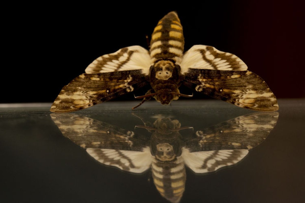 Antalya daki böcek müzesinde 530 böcek tür sergileniyor #5