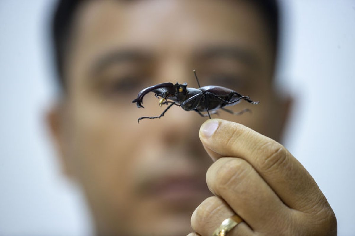 Antalya daki böcek müzesinde 530 böcek tür sergileniyor #1