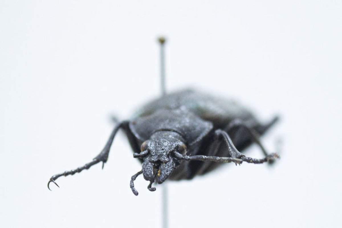 Antalya daki böcek müzesinde 530 böcek tür sergileniyor #4