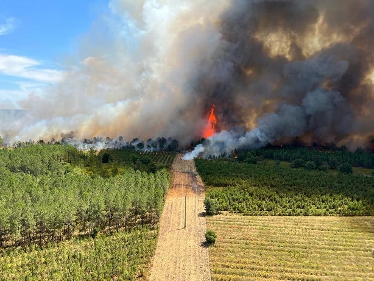 In forest fires in the south of France, 6,000 hectares were ash #4