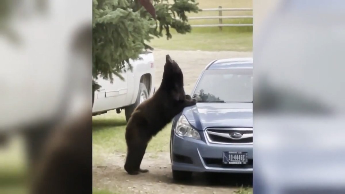 In the USA, the bear smashed the inside of the vehicle it entered #2