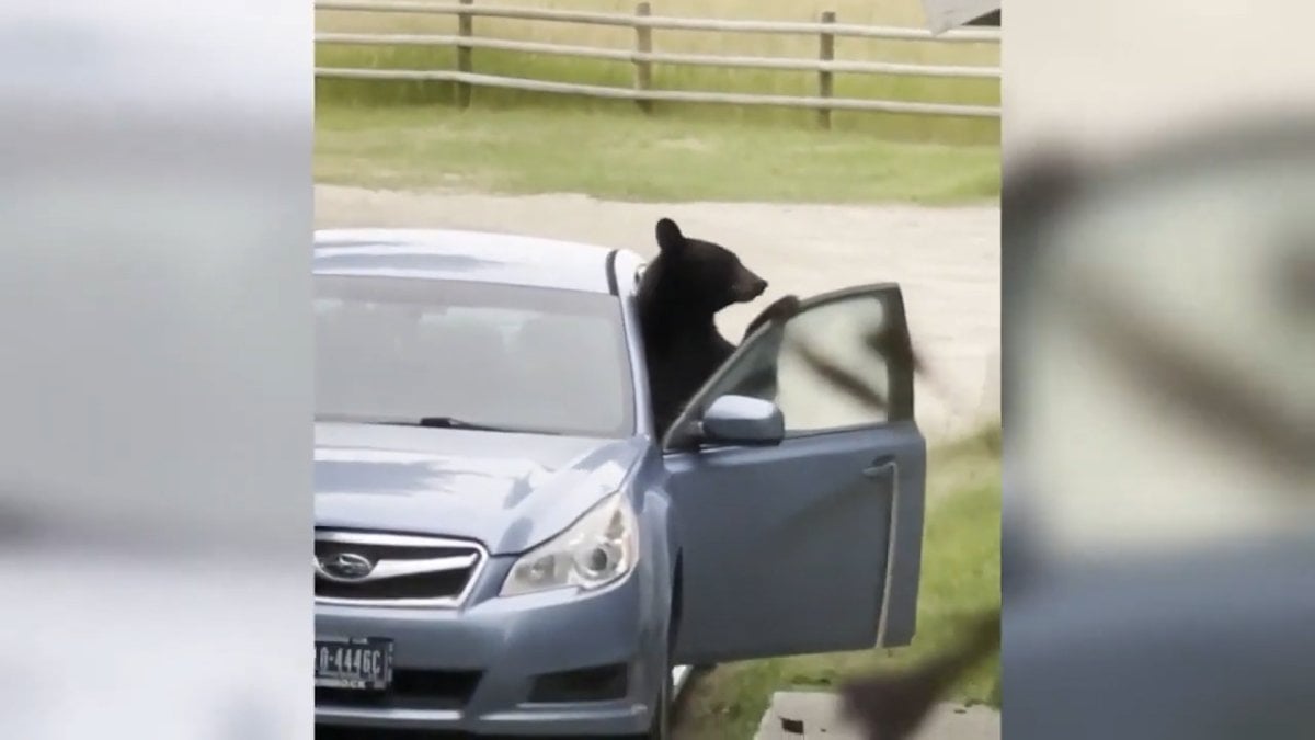 In the USA, the bear smashed the inside of the vehicle it entered #1