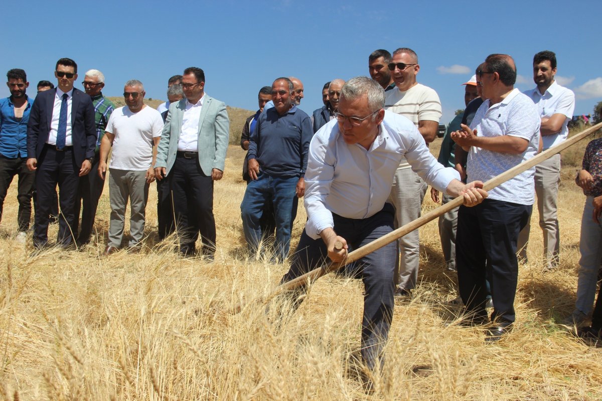 Sivas’ta bulunan bir avuç ata tohumu, 70 ton ürün verdi #2