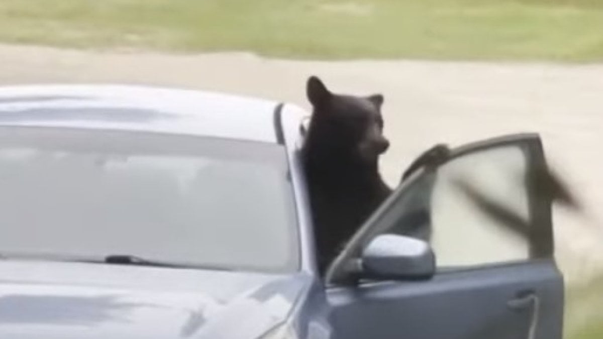 In the USA, the bear smashed the interior of the vehicle it entered