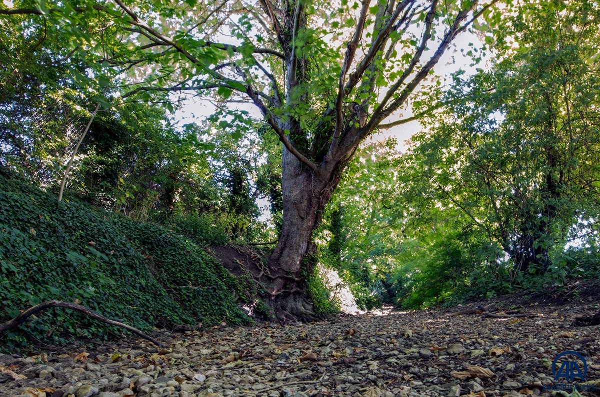 Riverbeds dried up from hot weather in England #8