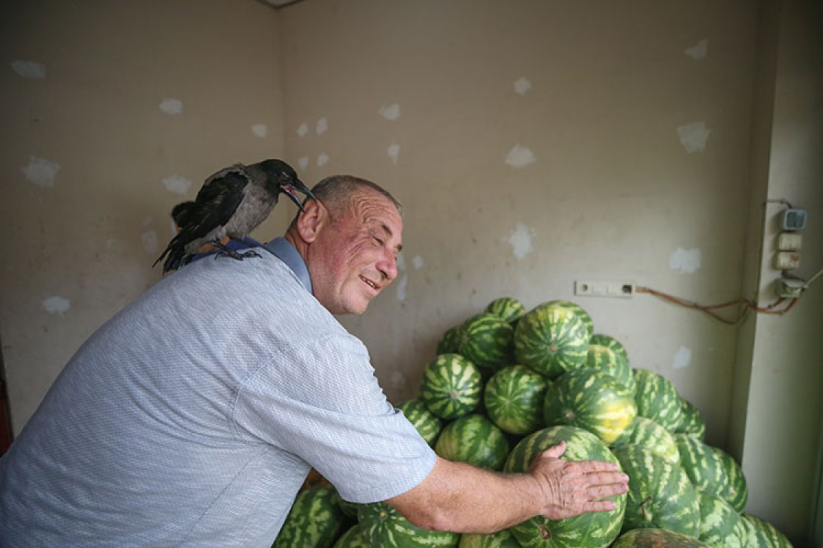 Hataylı manav beslediği kargaya gözü gibi bakıyor #4