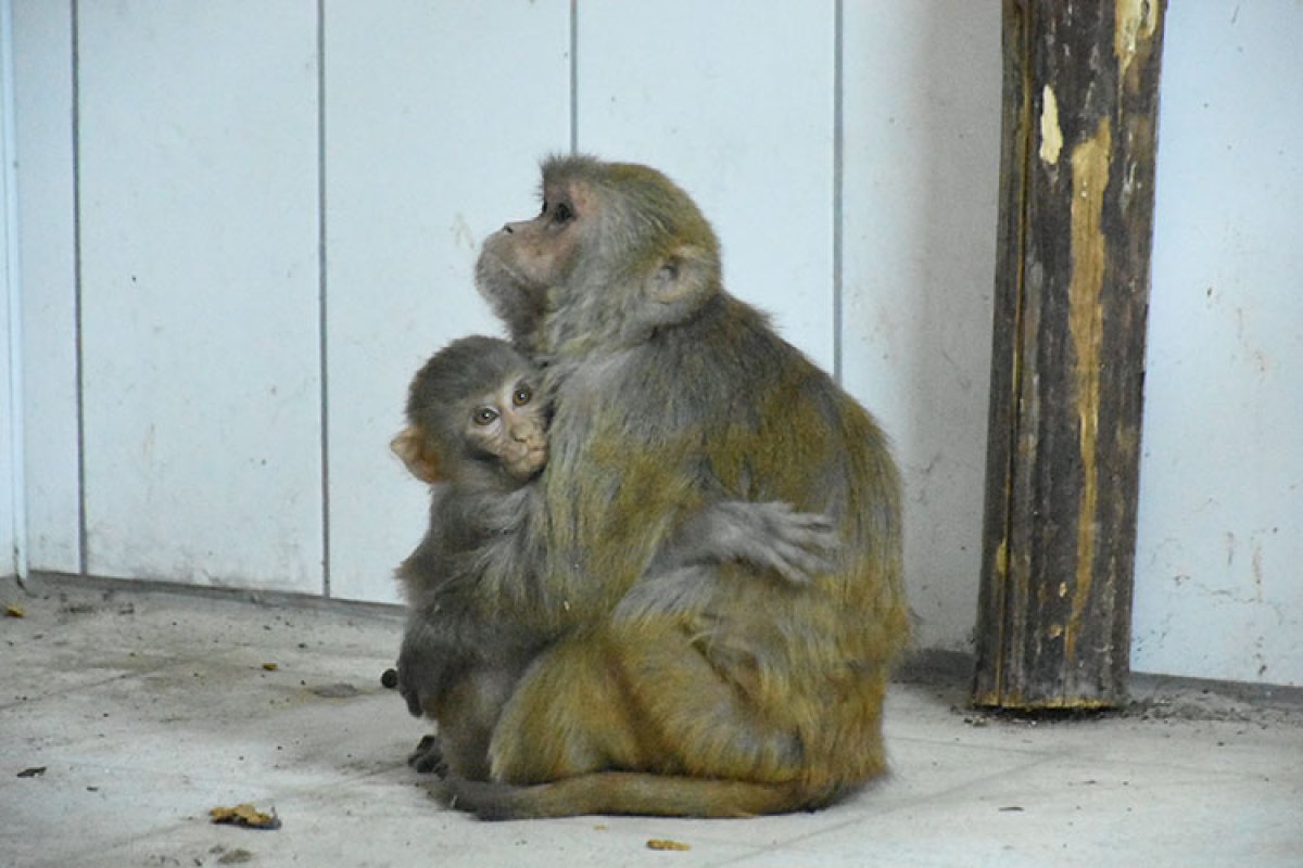 Malatya da yavru maymunlara 'Nene' annelik yapıyor #4
