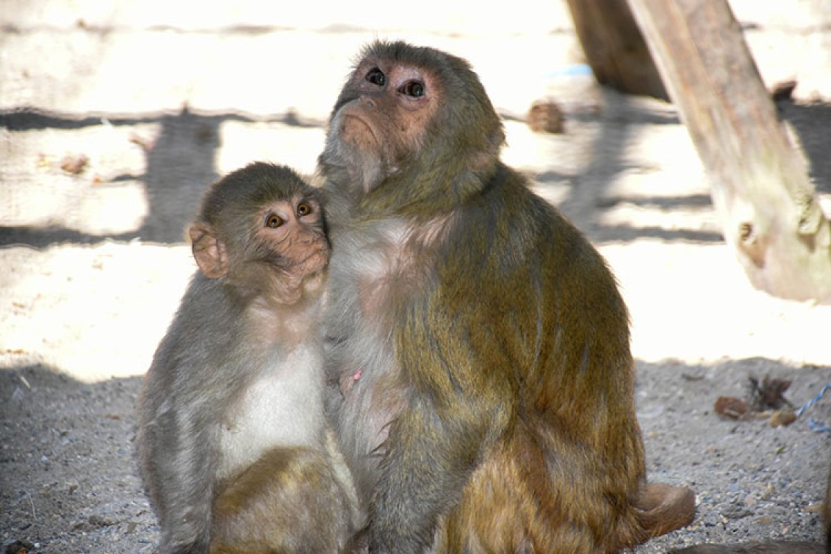 Malatya da yavru maymunlara 'Nene' annelik yapıyor #3