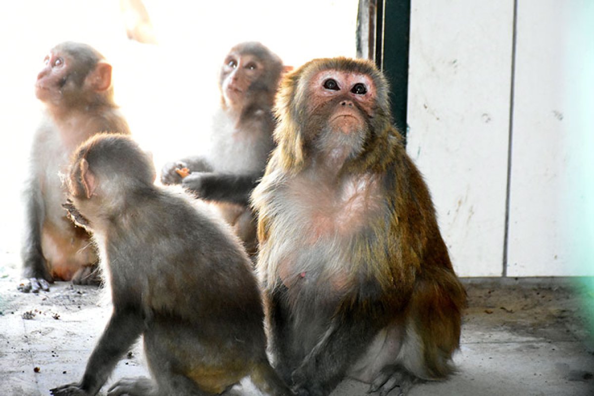 Malatya da yavru maymunlara 'Nene' annelik yapıyor #2