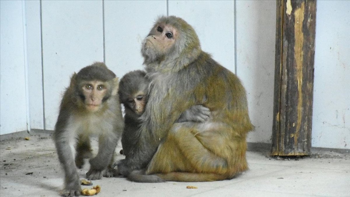 Malatya da yavru maymunlara 'Nene' annelik yapıyor #1