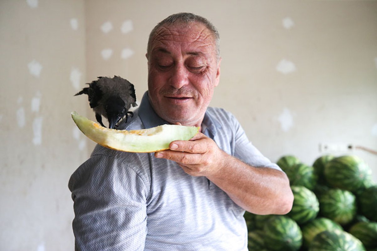 Hataylı manav beslediği kargaya gözü gibi bakıyor #3