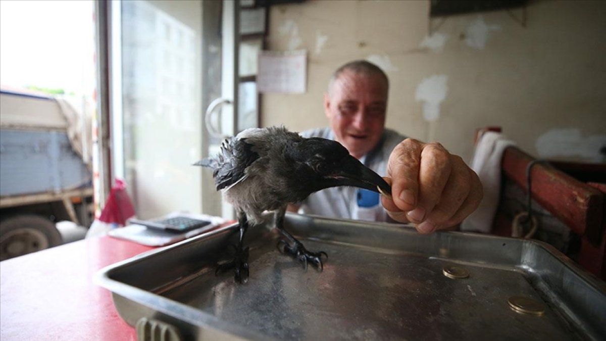 Hataylı manav beslediği kargaya gözü gibi bakıyor #1