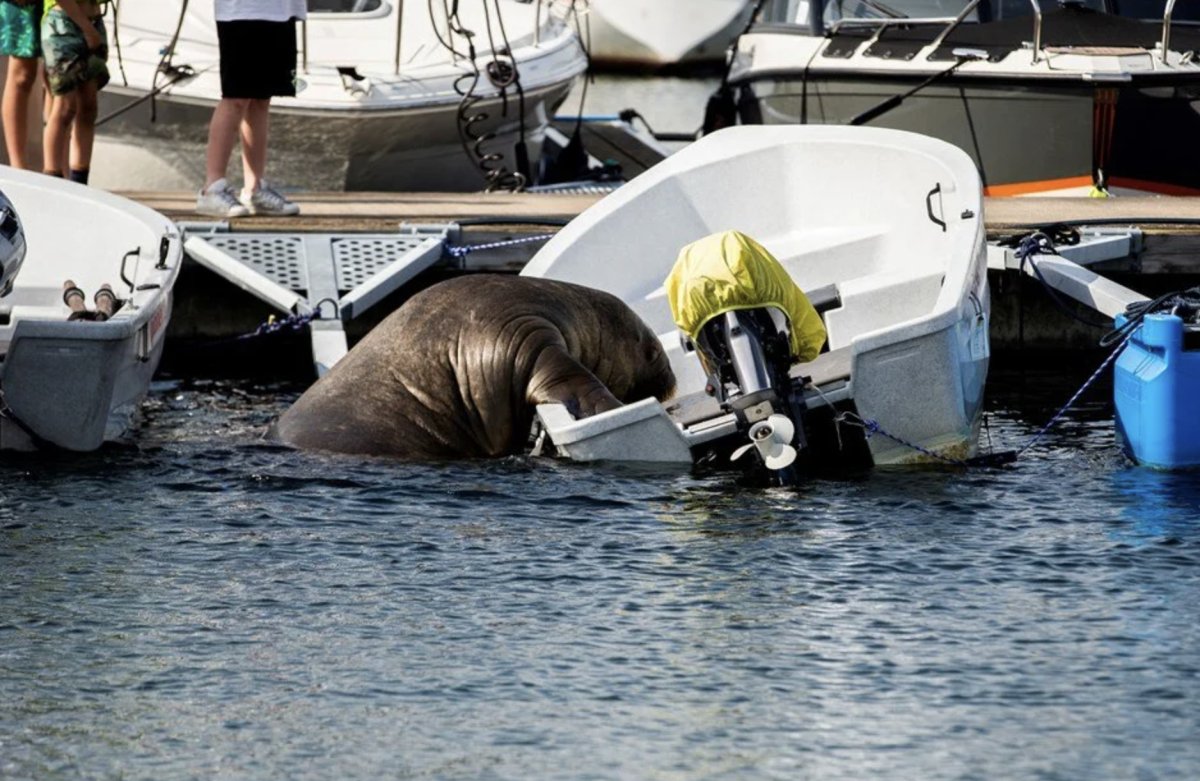 Freya, the walrus, was killed in Norway for being a danger to humans #3