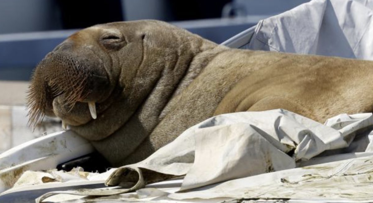 In Norway, the walrus Freya was killed because it poses a danger to humans #2