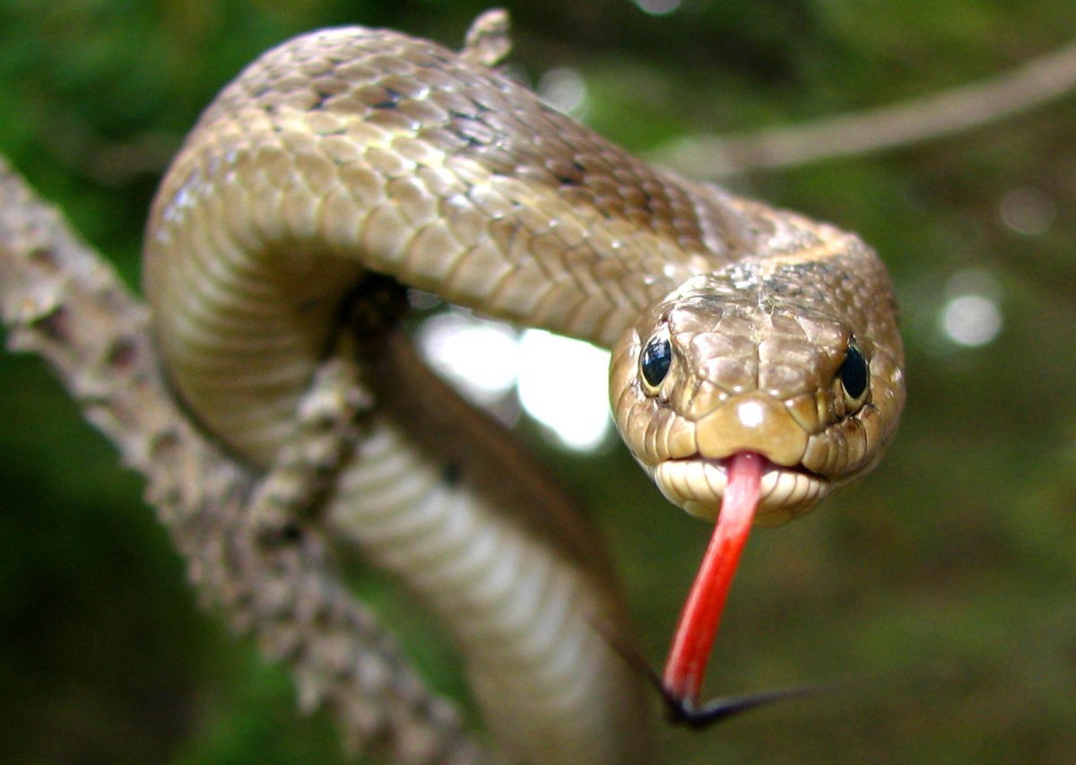 Bir yılan, kendini ısırdığında zehirlenip ölebilir mi #2