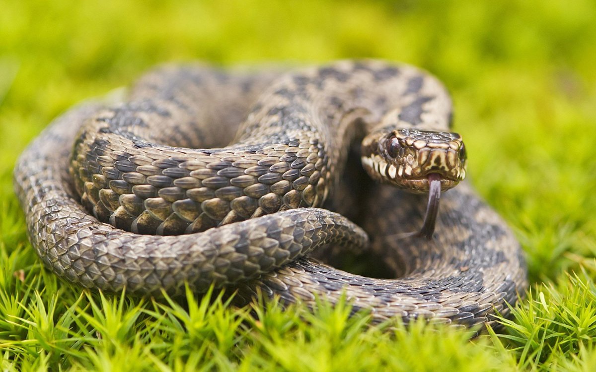 Bir yılan, kendini ısırdığında zehirlenip ölebilir mi #1