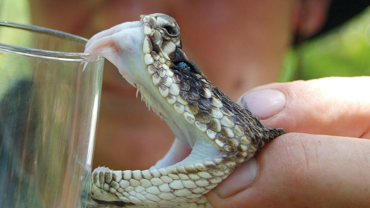 Bir yılan, kendini ısırdığında zehirlenip ölebilir mi #3