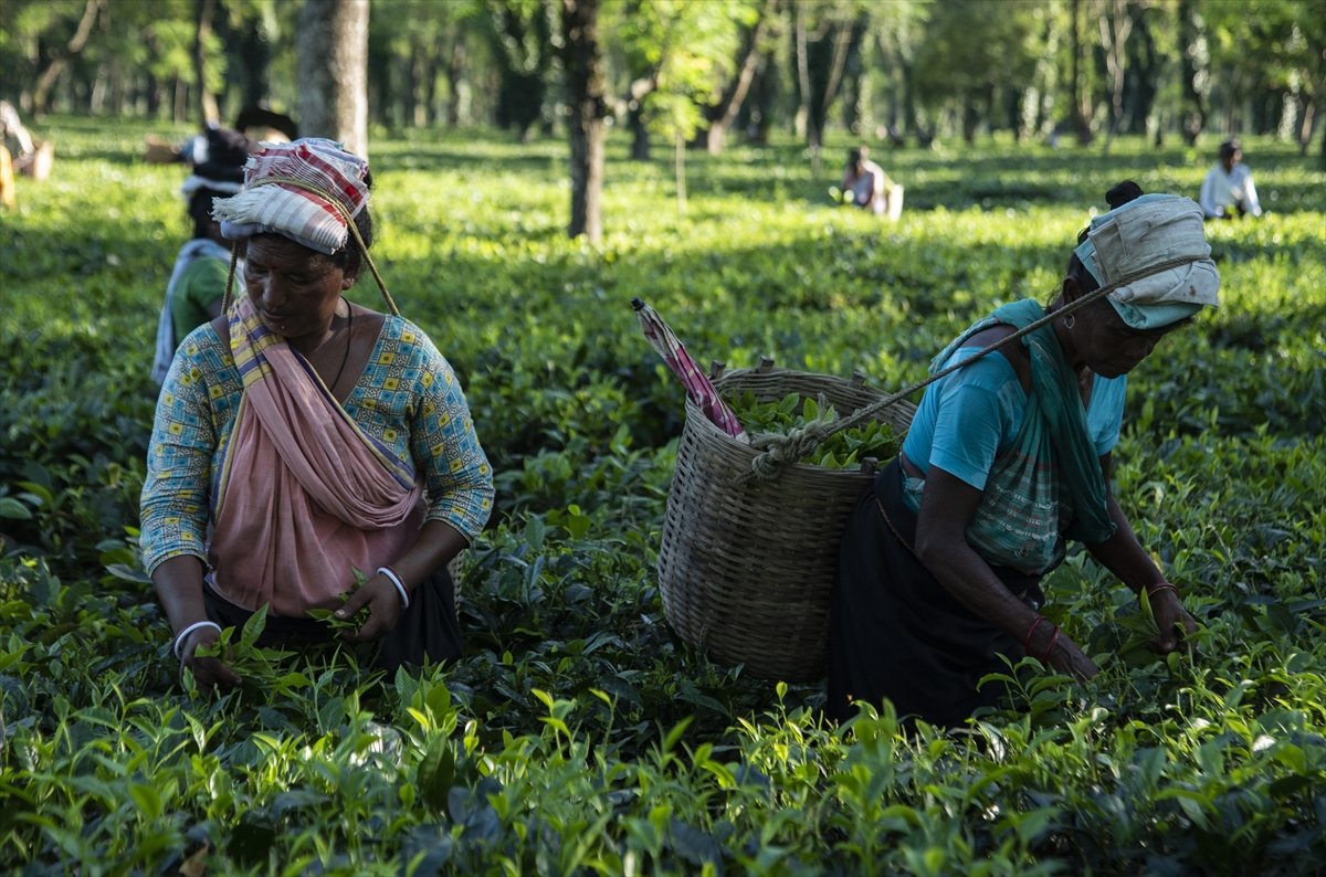 Tea workers' wages increased in India #4