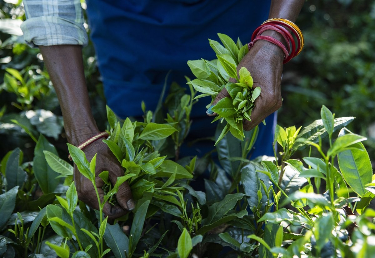 Tea workers' wages increased in India #8