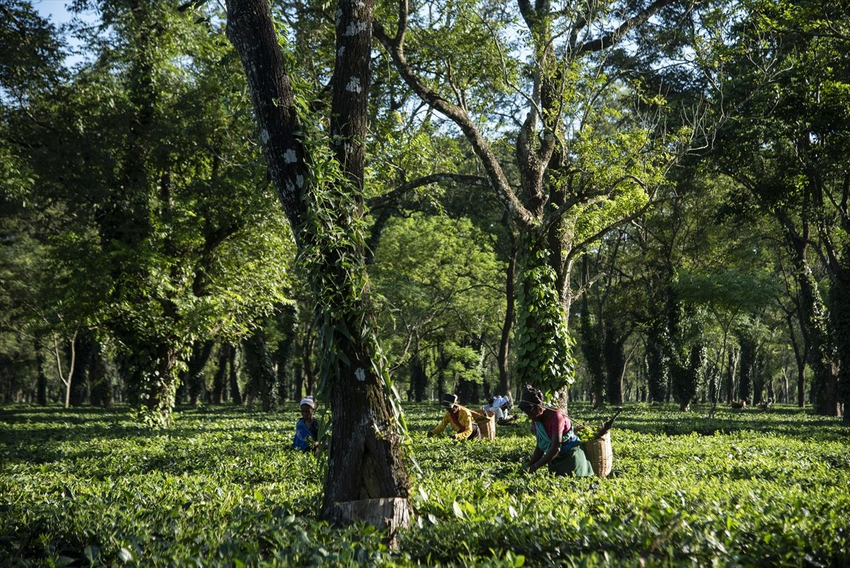 Tea workers' wages increased in India #12