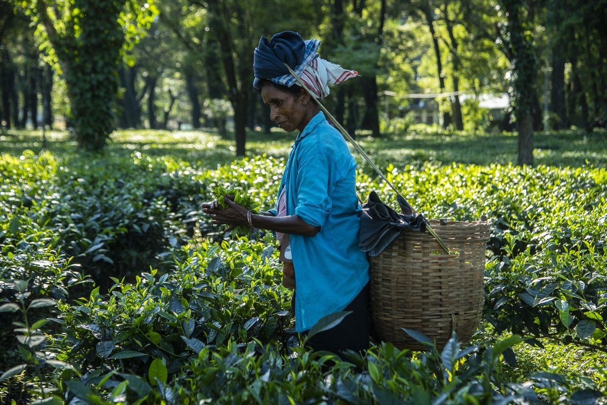 Tea workers' wages increased in India #9