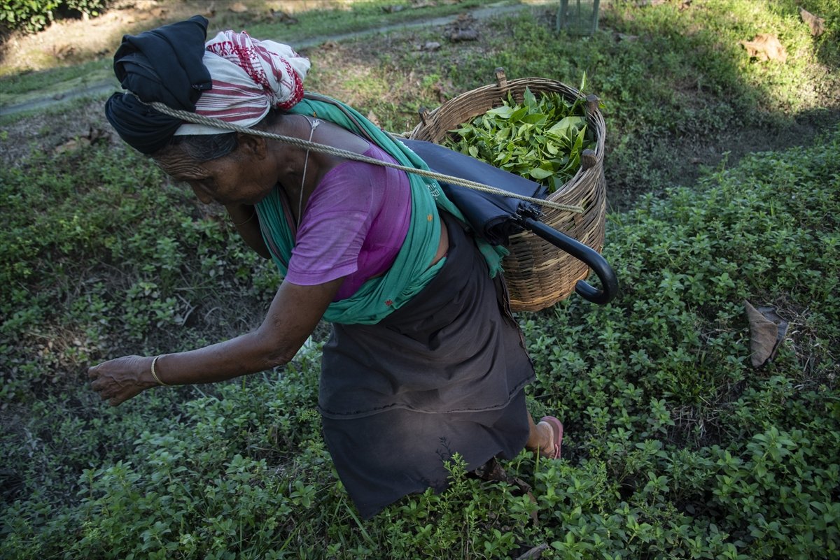 Tea workers' wages increased in India #10