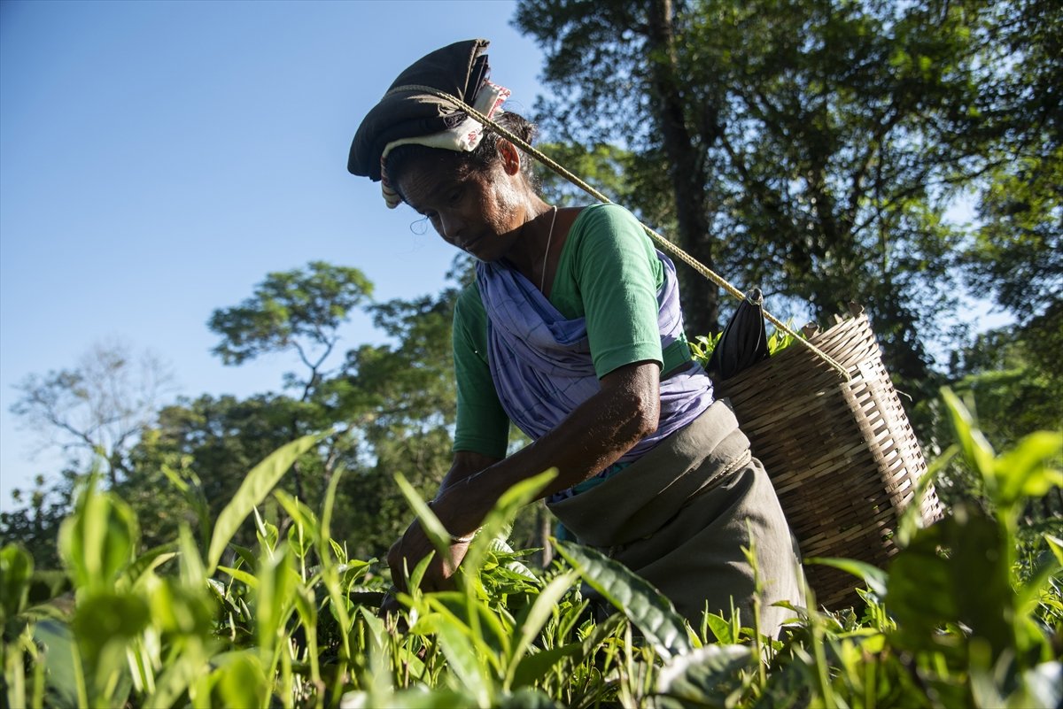 Tea workers' wages increased in India #7