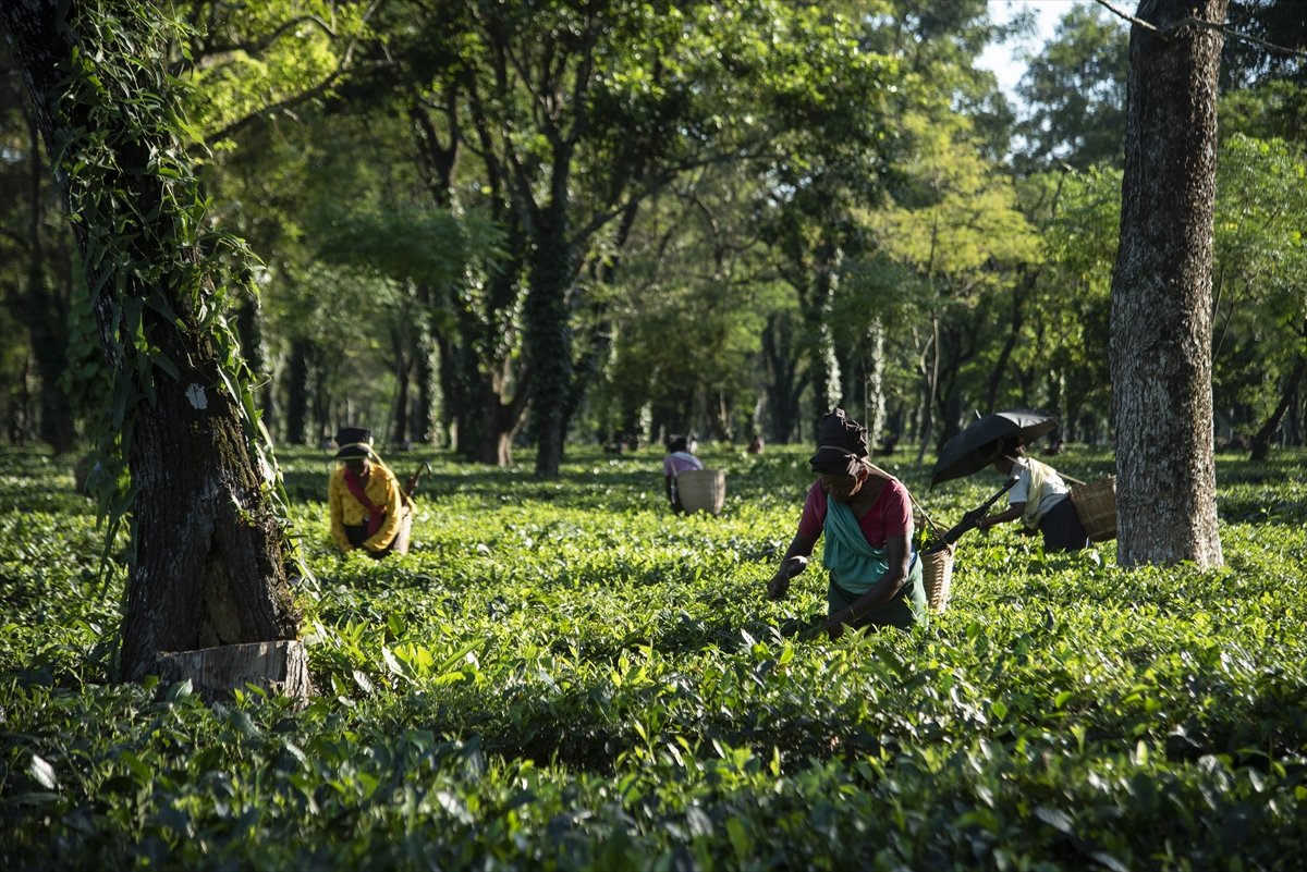 Tea workers' wages increased in India #2
