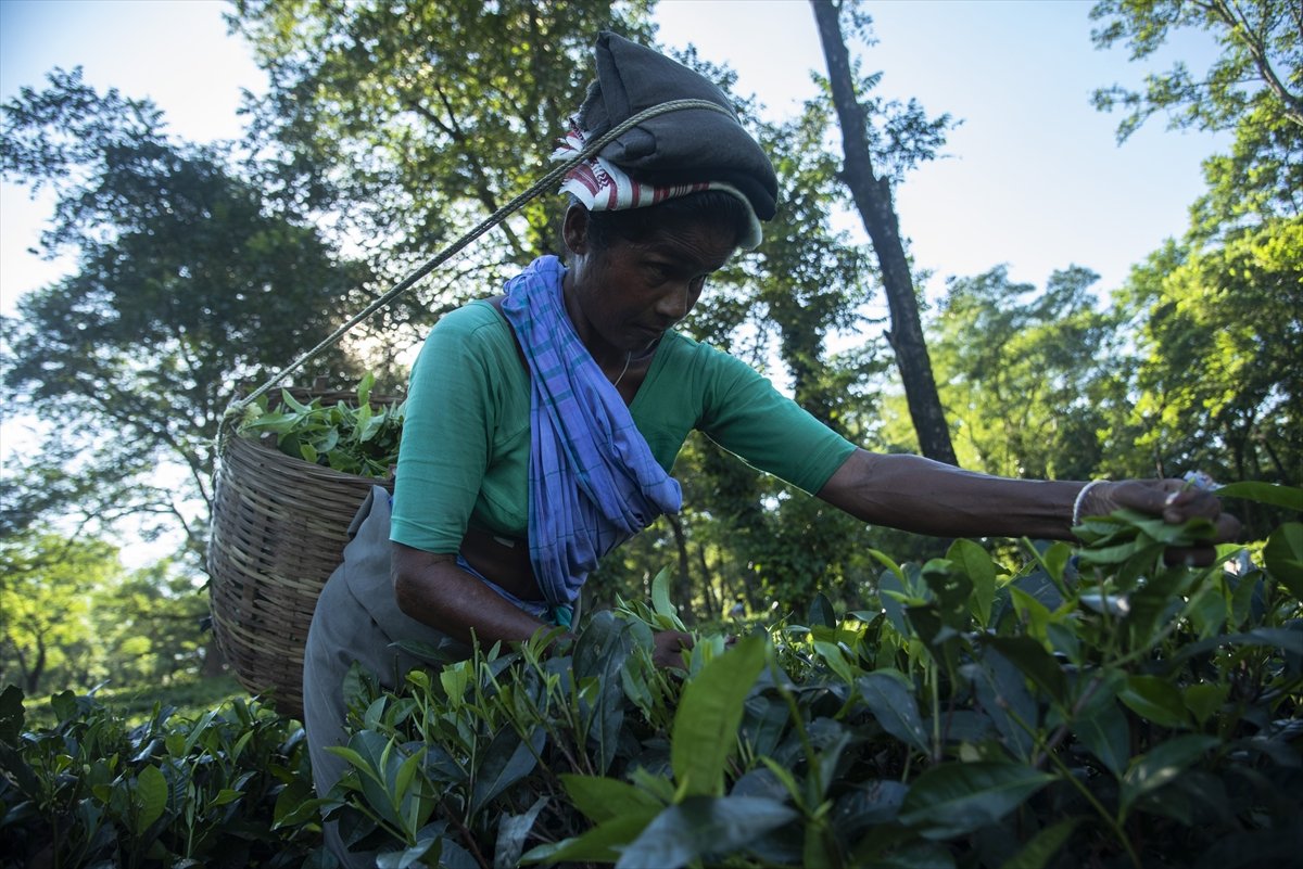 Tea workers' wages increased in India #3