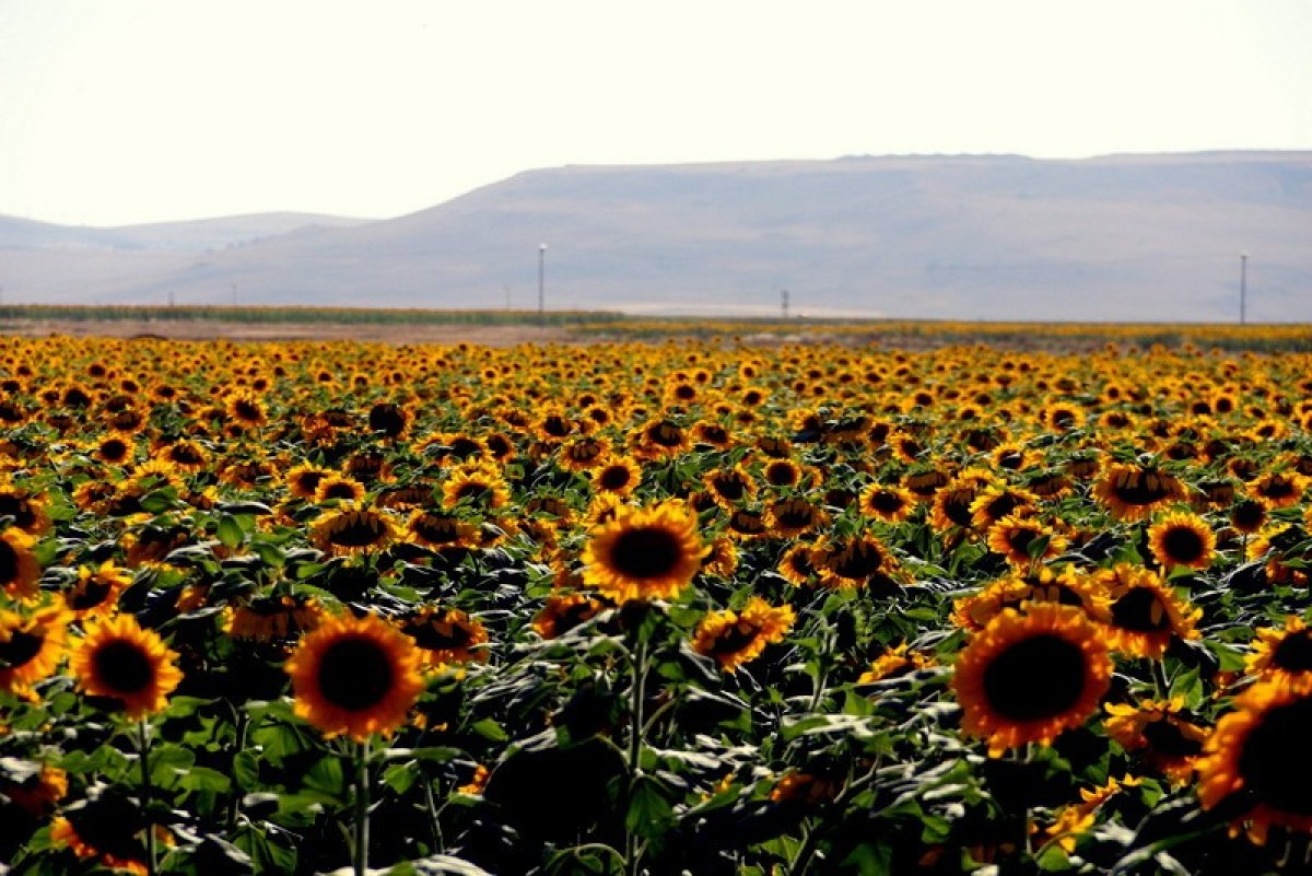 Erzurum da ayçiçeği tarlaları kartpostallık görüntüler ortaya çıkarıyor #1