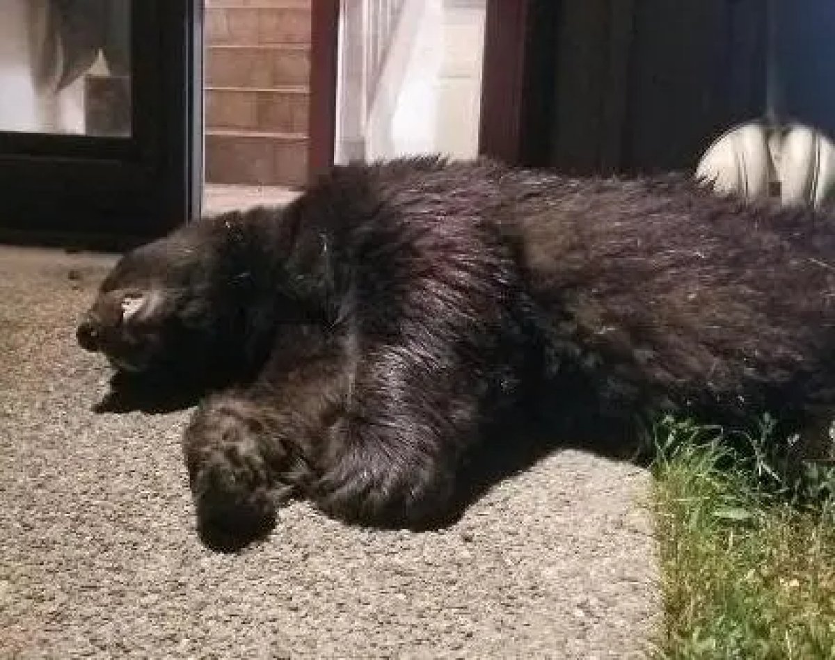 180-pound bear entering house in USA shot #1