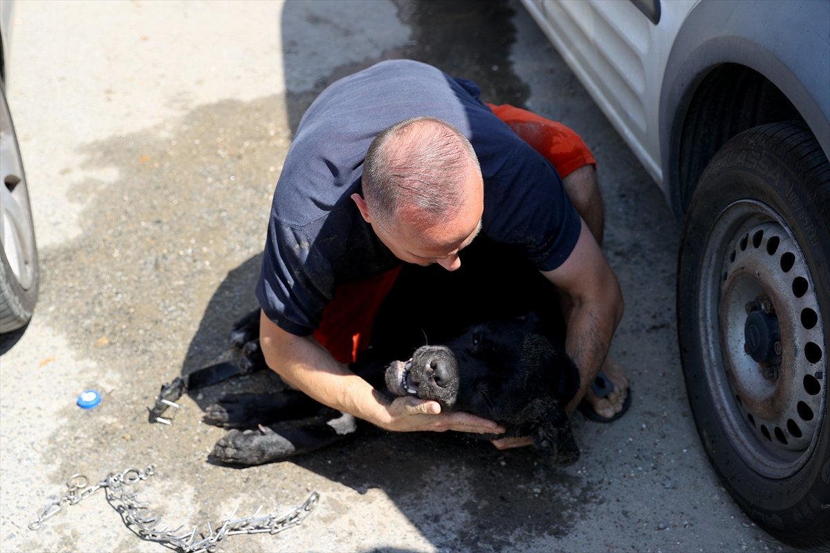 Edirne de Ukraynalı çiftin araçta bıraktığı köpek havasızlıktan telef oldu #6