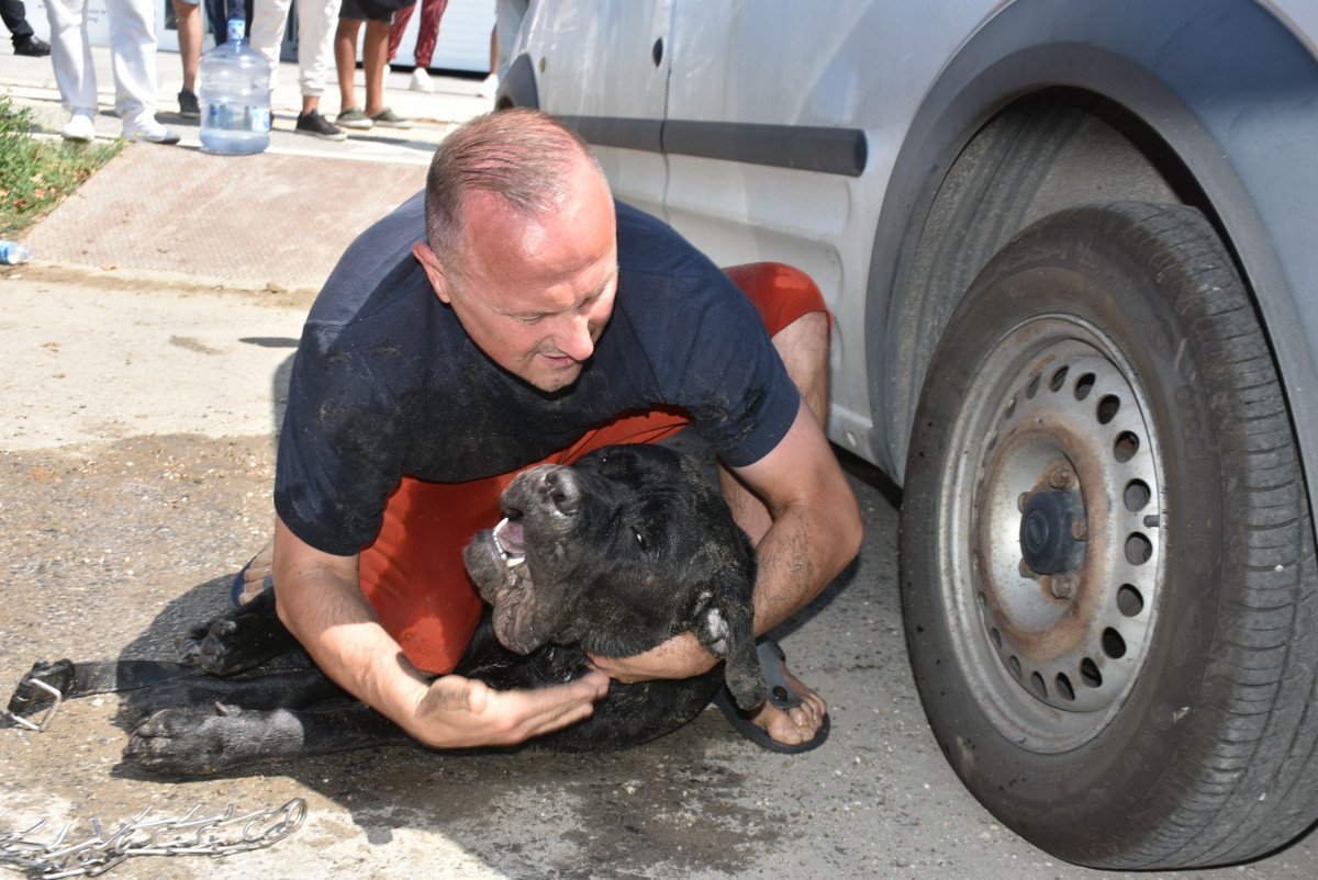 Edirne de Ukraynalı çiftin araçta bıraktığı köpek havasızlıktan telef oldu #7