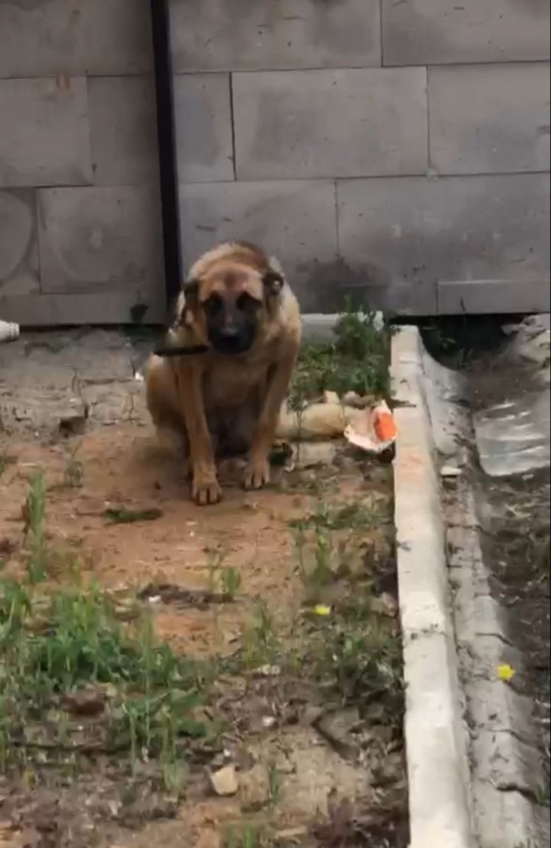 Trabzon da, bekçiyi ısıran köpek gözaltına alındı #3